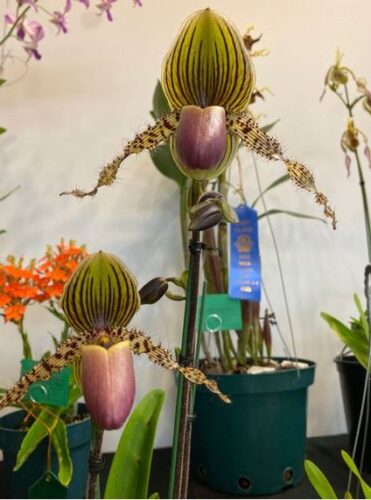 To celebrate the heart and talent of the community, the 98th Maui County Fair featured a diverse lineup of competitions.  According to the county, more than 175